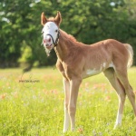 ARMANI - filly out of Zippa Bonnie (APHA) (Owned by Megan Richter)